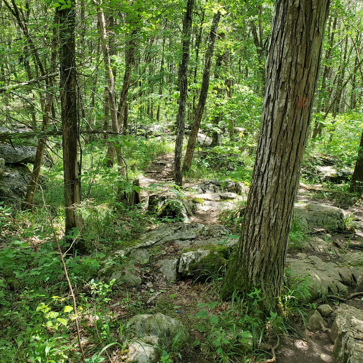 Cedars of Lebanon State Park 